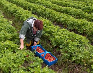 Трудова міграція може позначитися на обсягах врожаю плодово-ягідної продукції в Україні